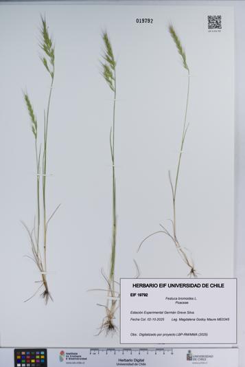Festuca bromoides [Espécimen: ]