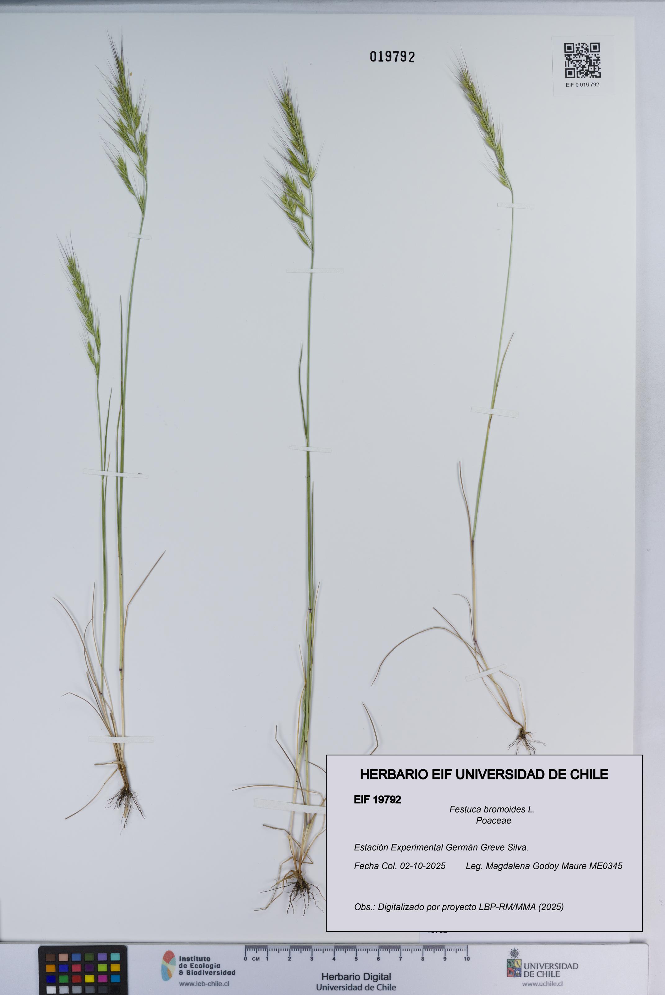 Festuca bromoides [Espécimen: ]