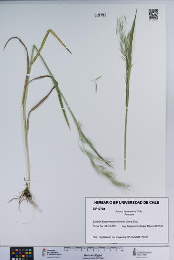 Bromus berteroanus [Espécimen: ]