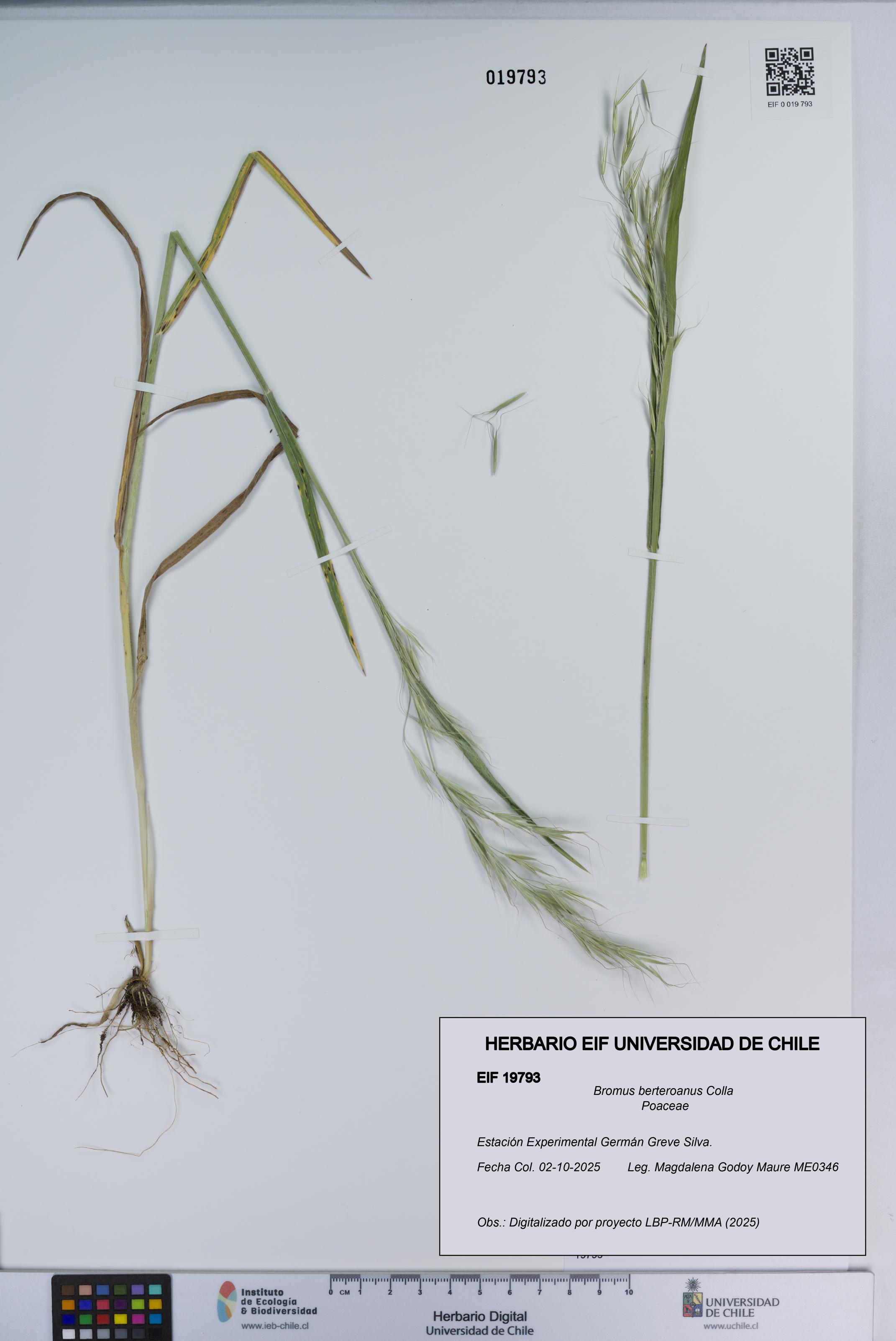 Bromus berteroanus [Espécimen: ]