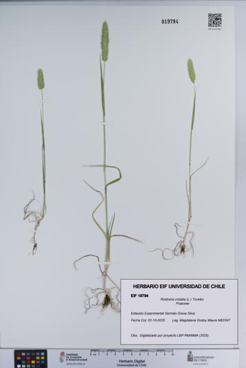 Rostraria cristata [Espécimen: ]