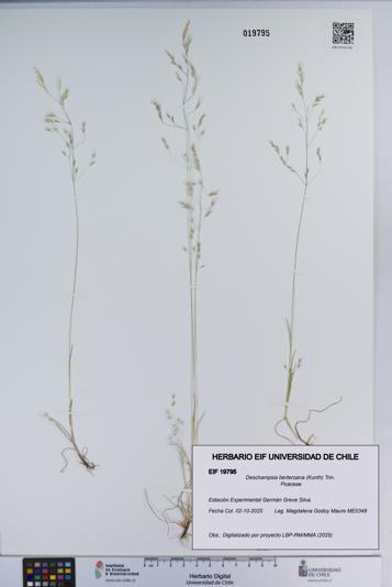 Deschampsia berteroana [Espécimen: ]