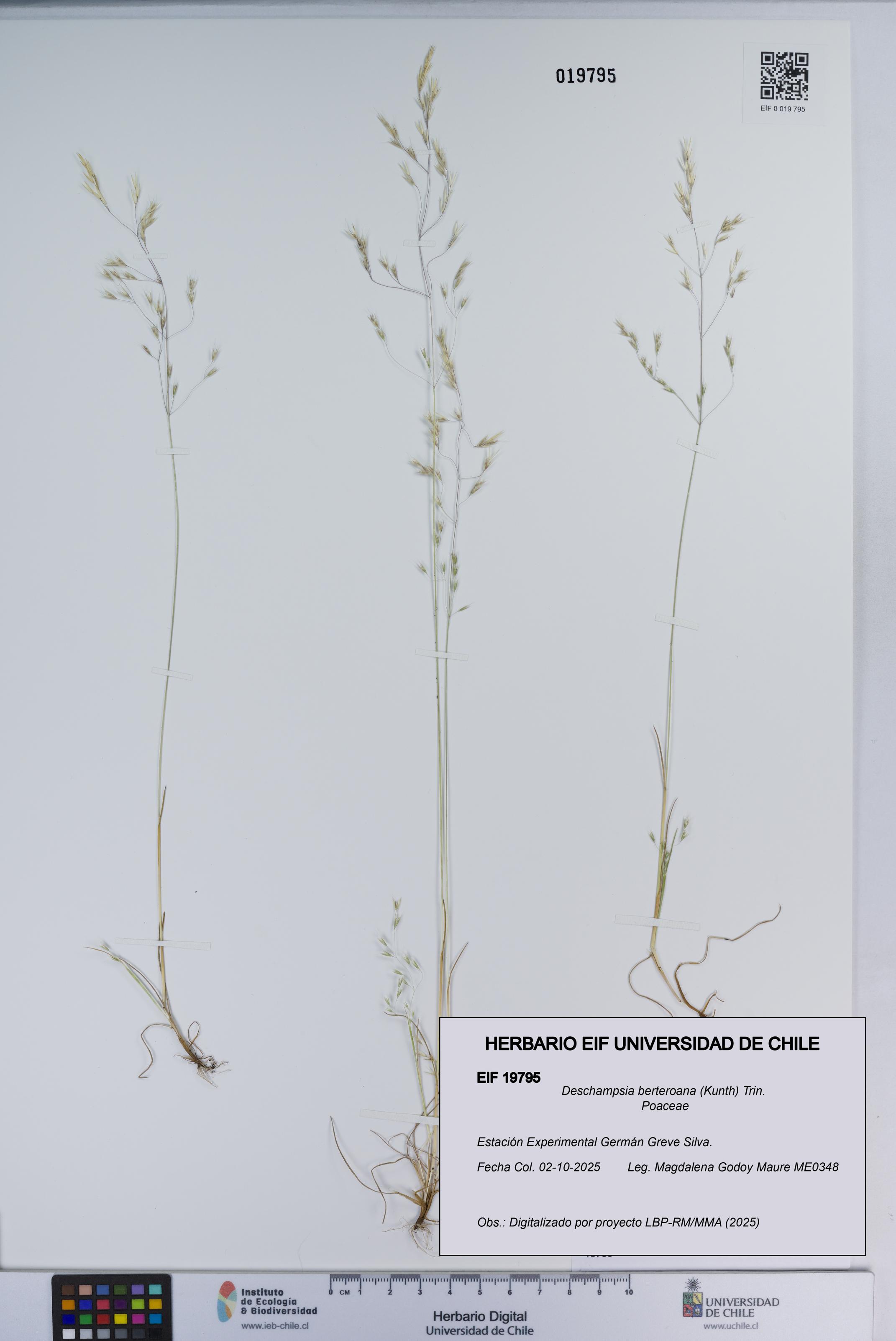 Deschampsia berteroana [Espécimen: ]