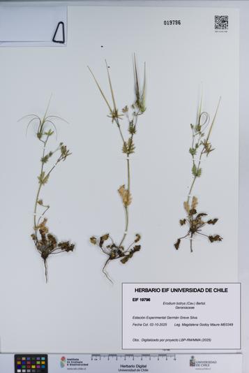 Erodium botrys [Espécimen: ]