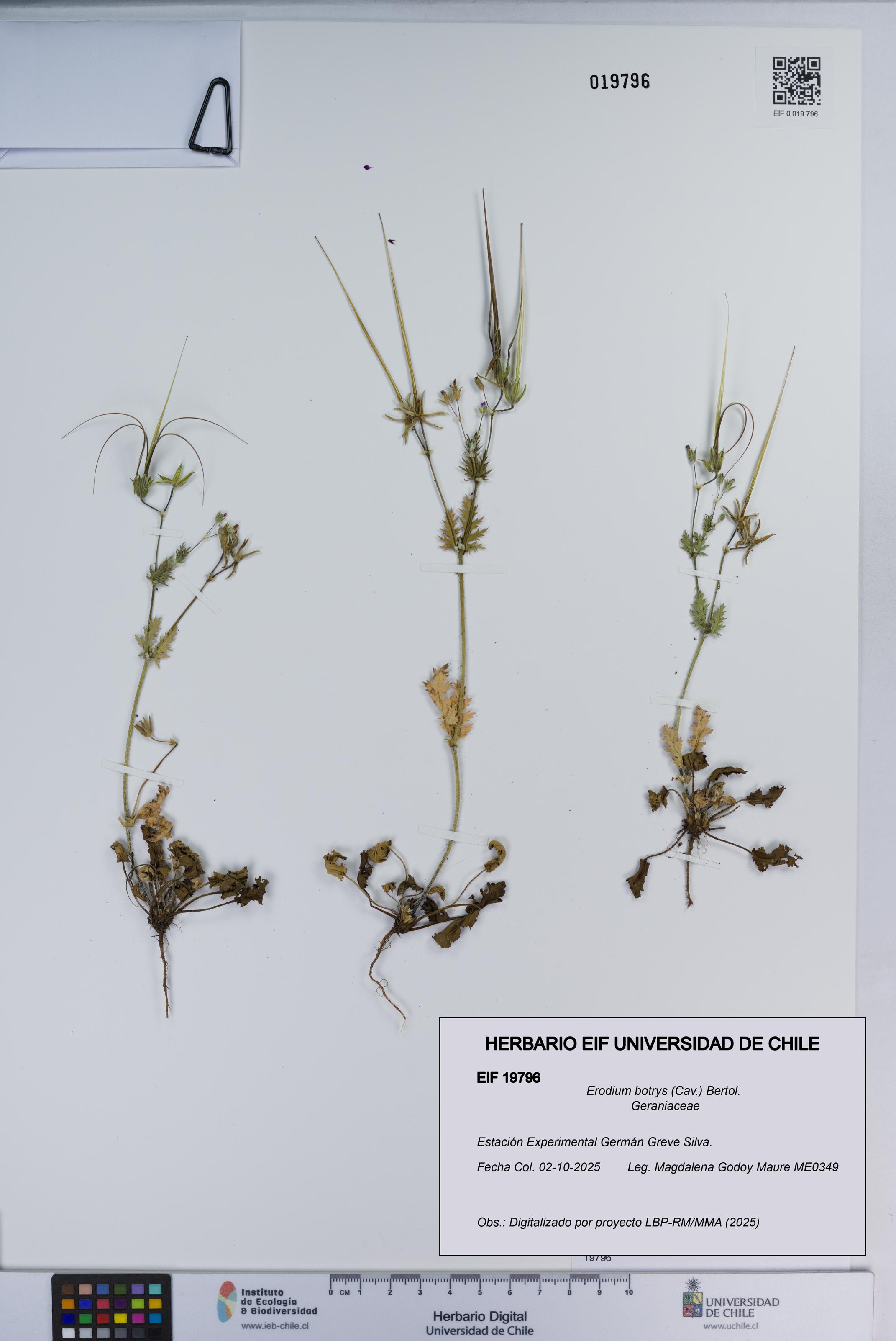 Erodium botrys [Espécimen: ]