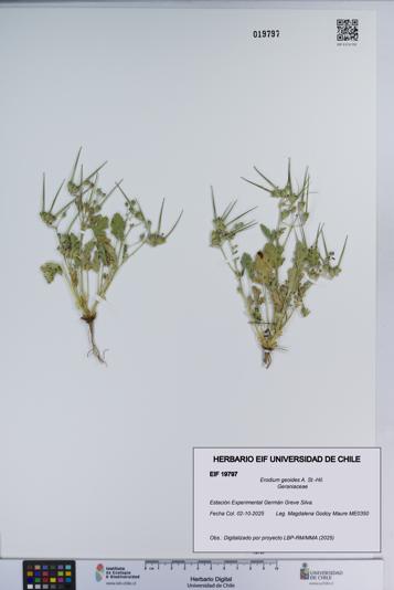 Erodium geoides [Espécimen: ]