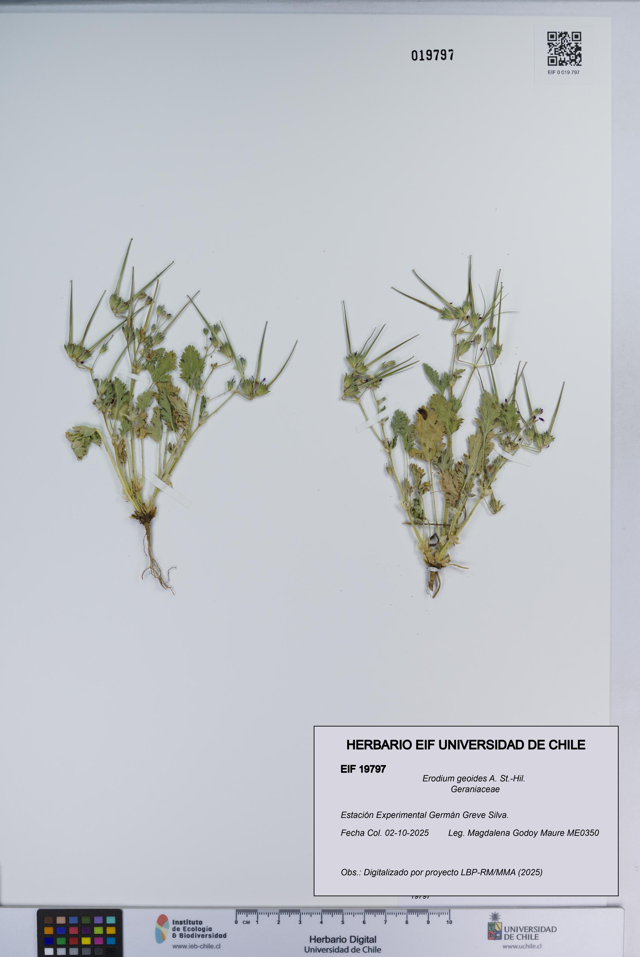 Erodium geoides [Espécimen: ]