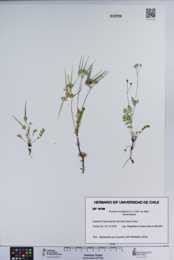 Erodium cicutarium [Espécimen: ]