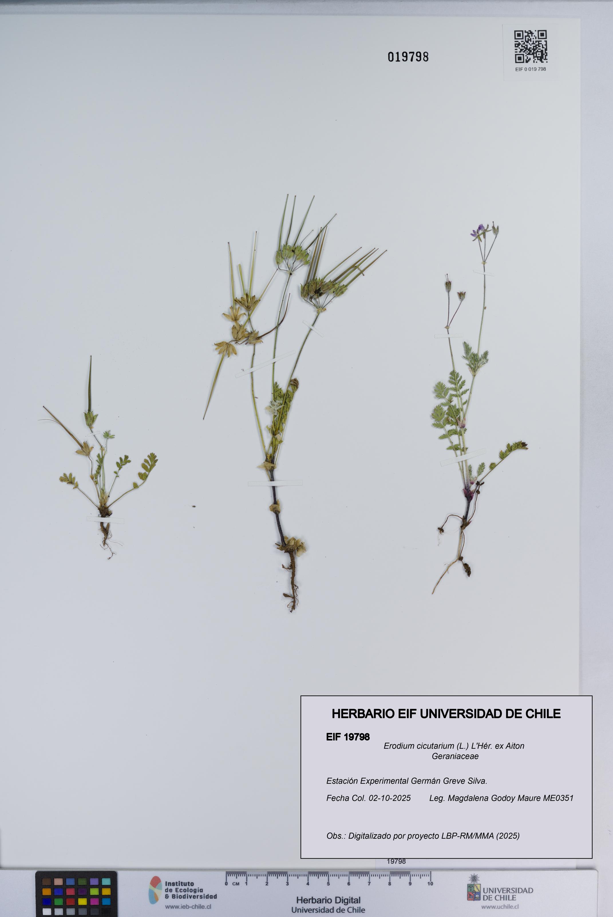 Erodium cicutarium [Espécimen: ]