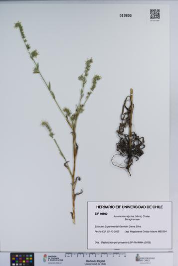 Amsinckia calycina [Espécimen: ]