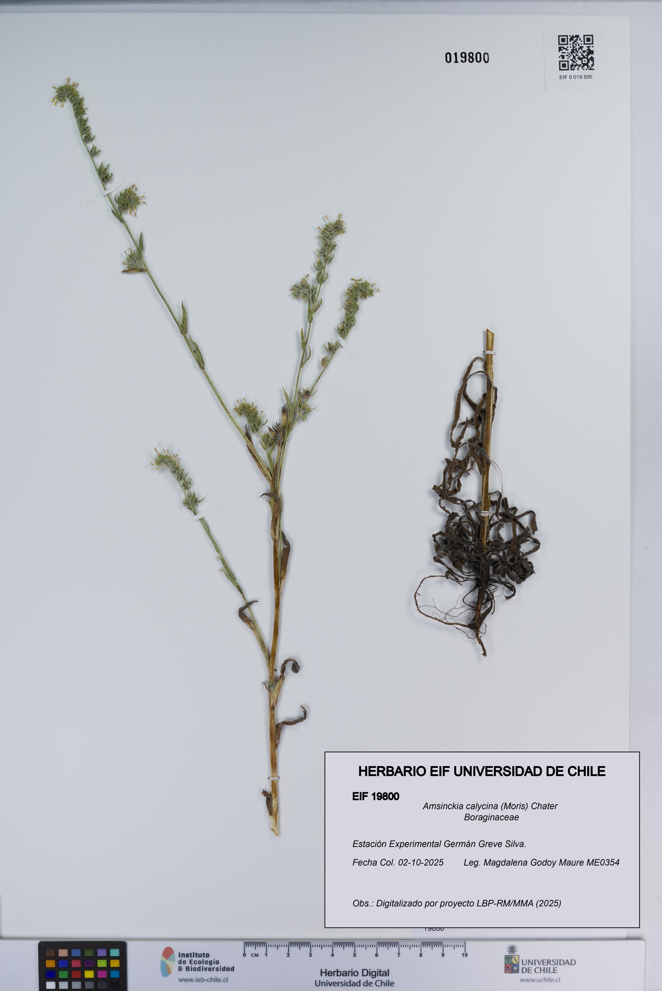 Amsinckia calycina [Espécimen: ]