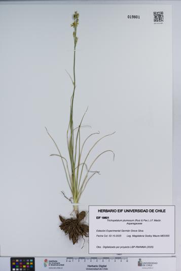 Trichopetalum plumosum [Espécimen: ]