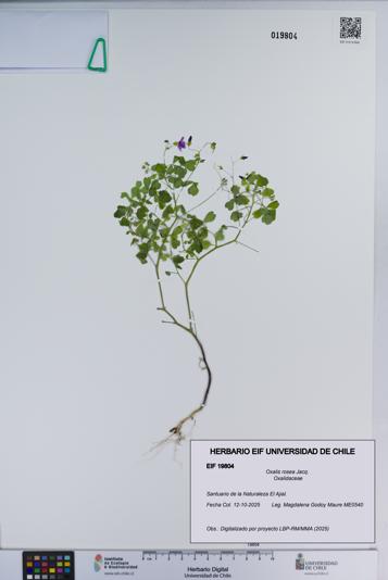 Oxalis rosea [Espécimen: ]