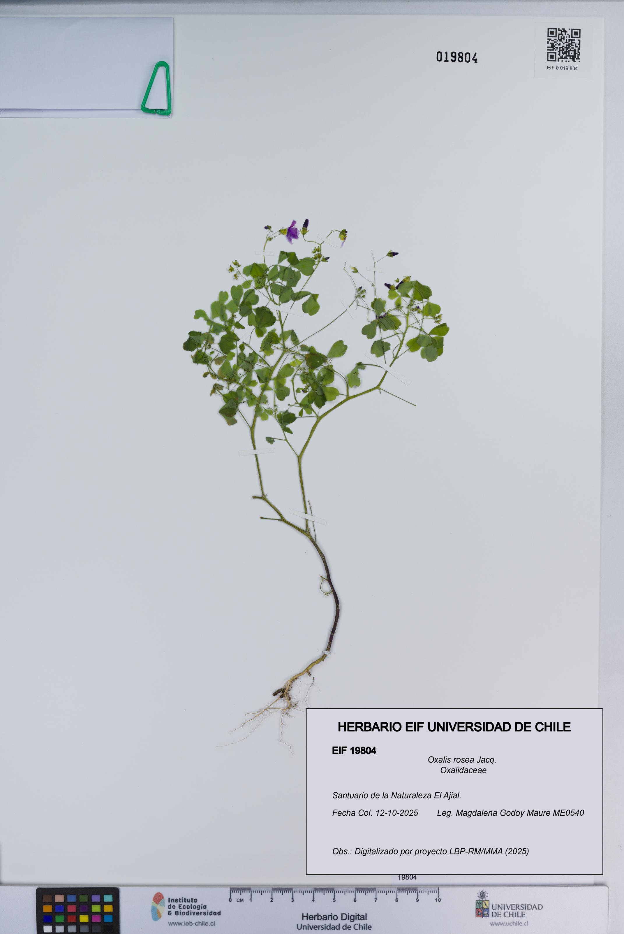 Oxalis rosea [Espécimen: ]