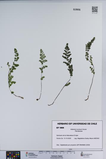 Adiantum excisum [Espécimen: ]