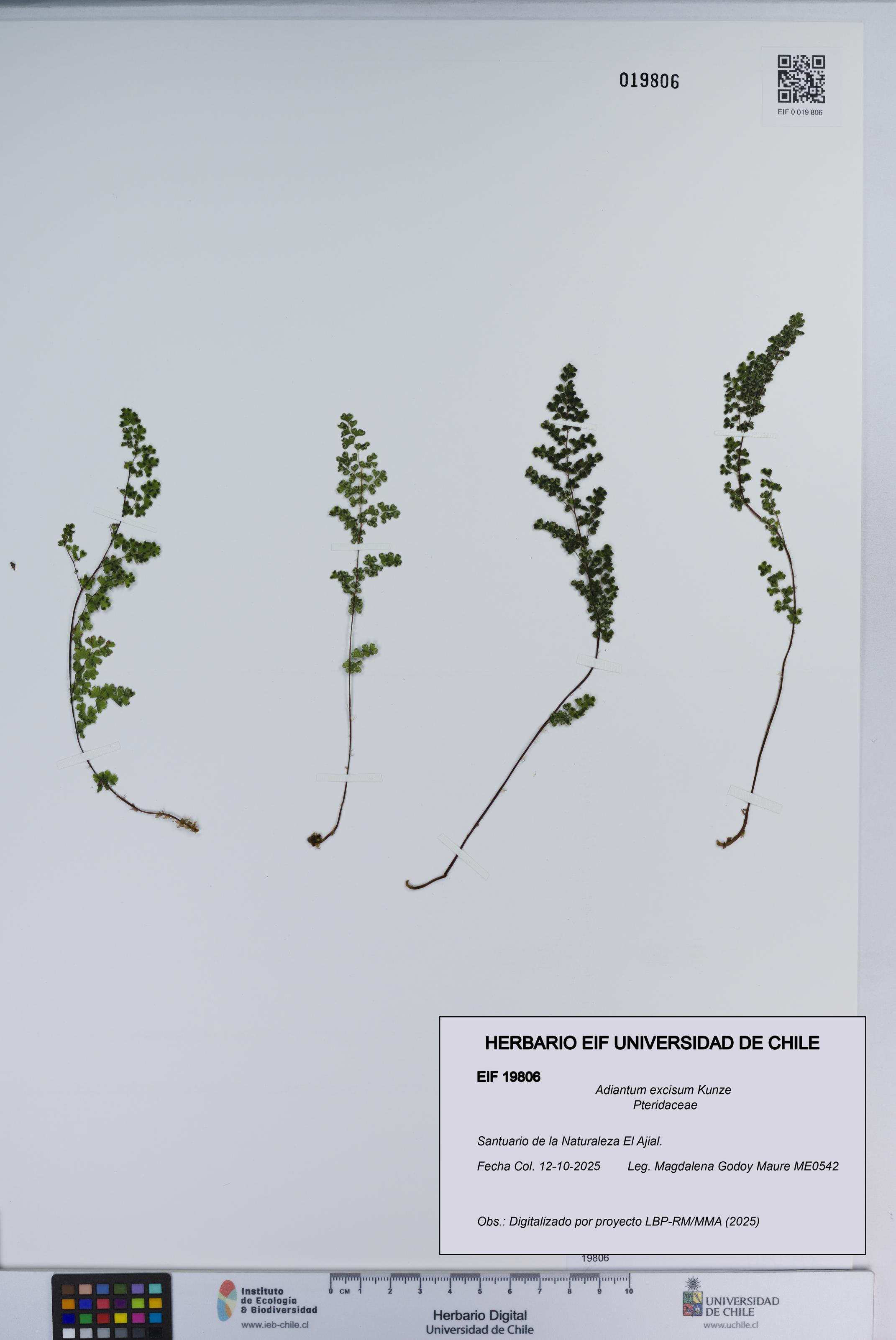 Adiantum excisum [Espécimen: ]
