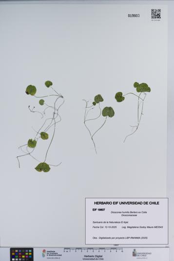 Dioscorea humilis [Espécimen: ]