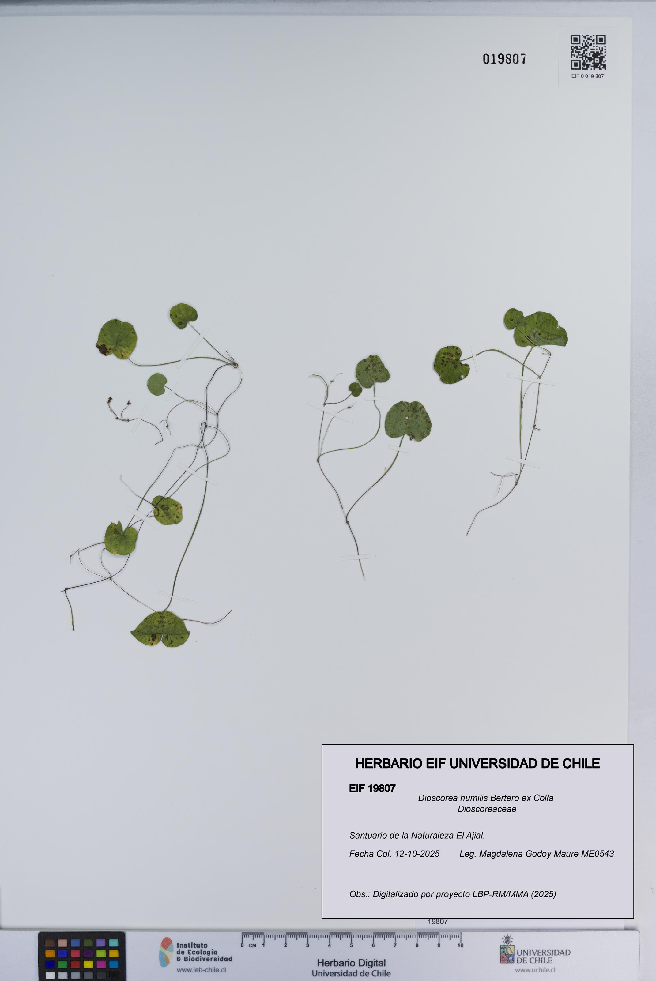 Dioscorea humilis [Espécimen: ]
