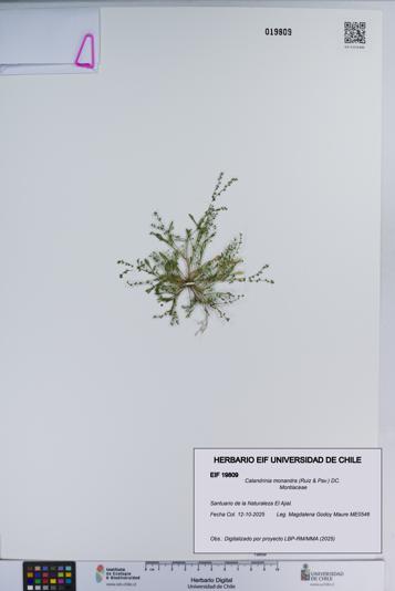 Calandrinia monandra [Espécimen: ]
