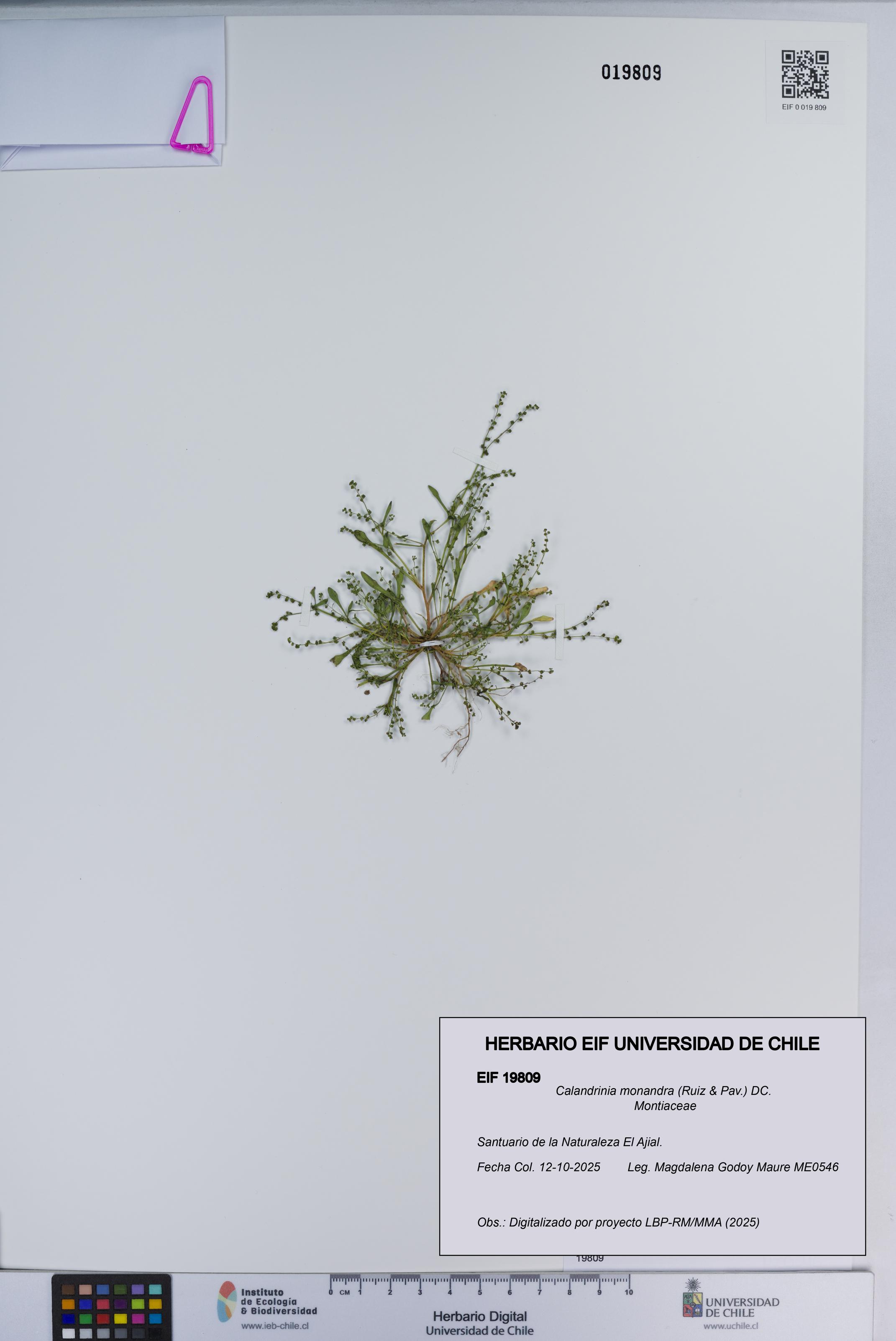 Calandrinia monandra [Espécimen: ]