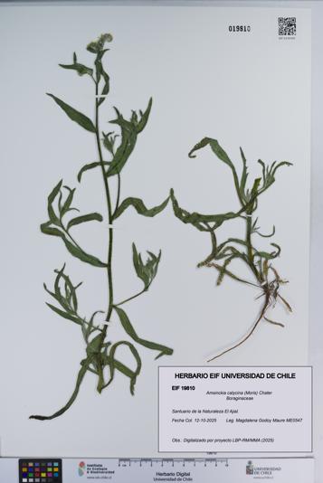 Amsinckia calycina [Espécimen: ]