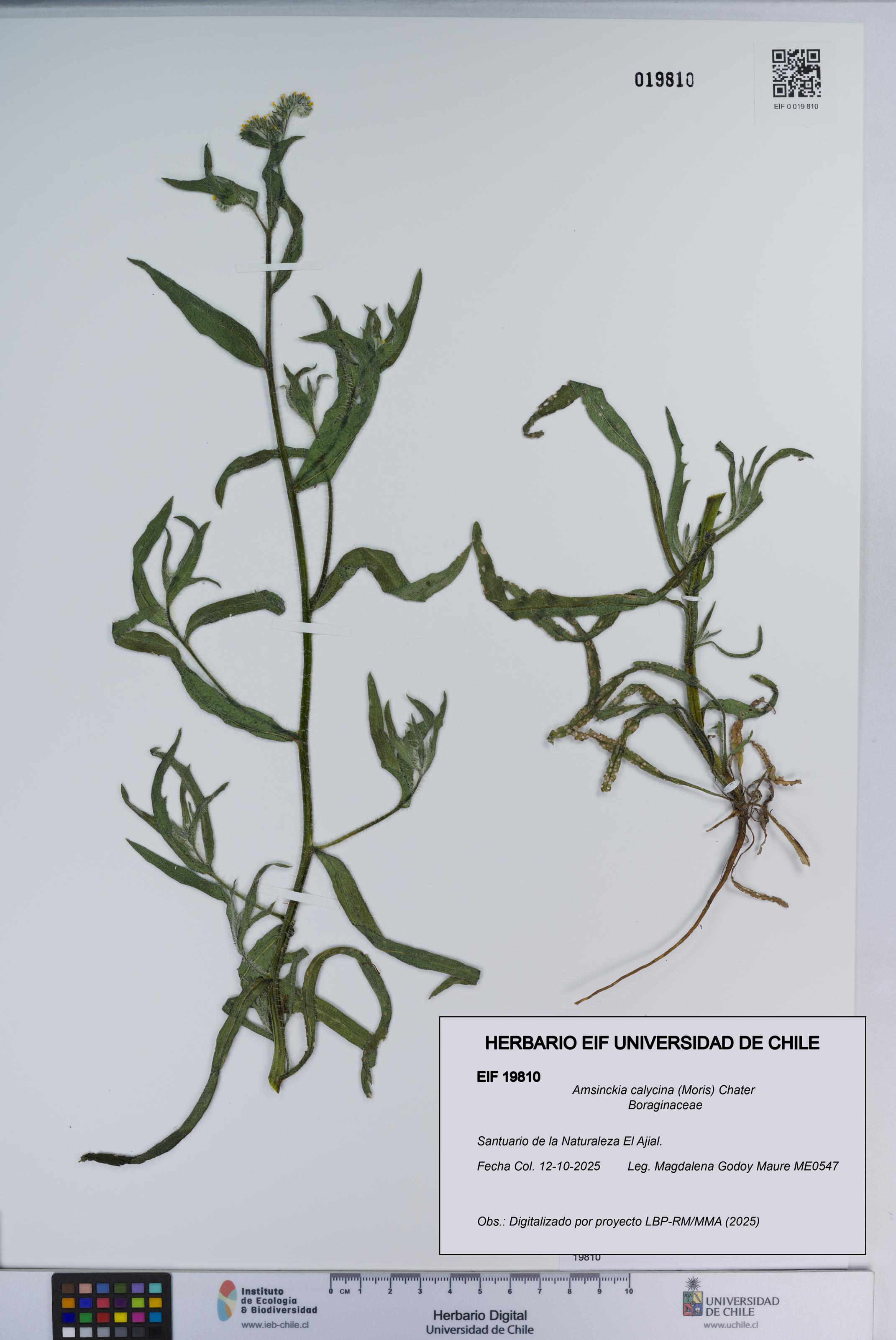 Amsinckia calycina [Espécimen: ]