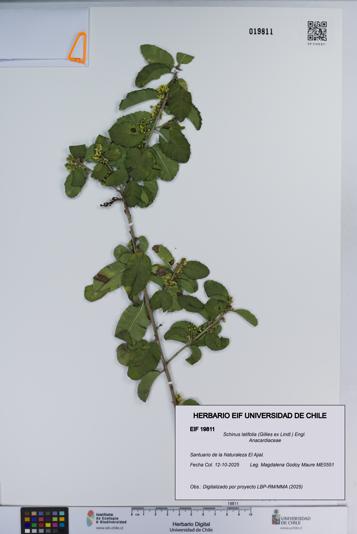 Schinus latifolia [Espécimen: ]