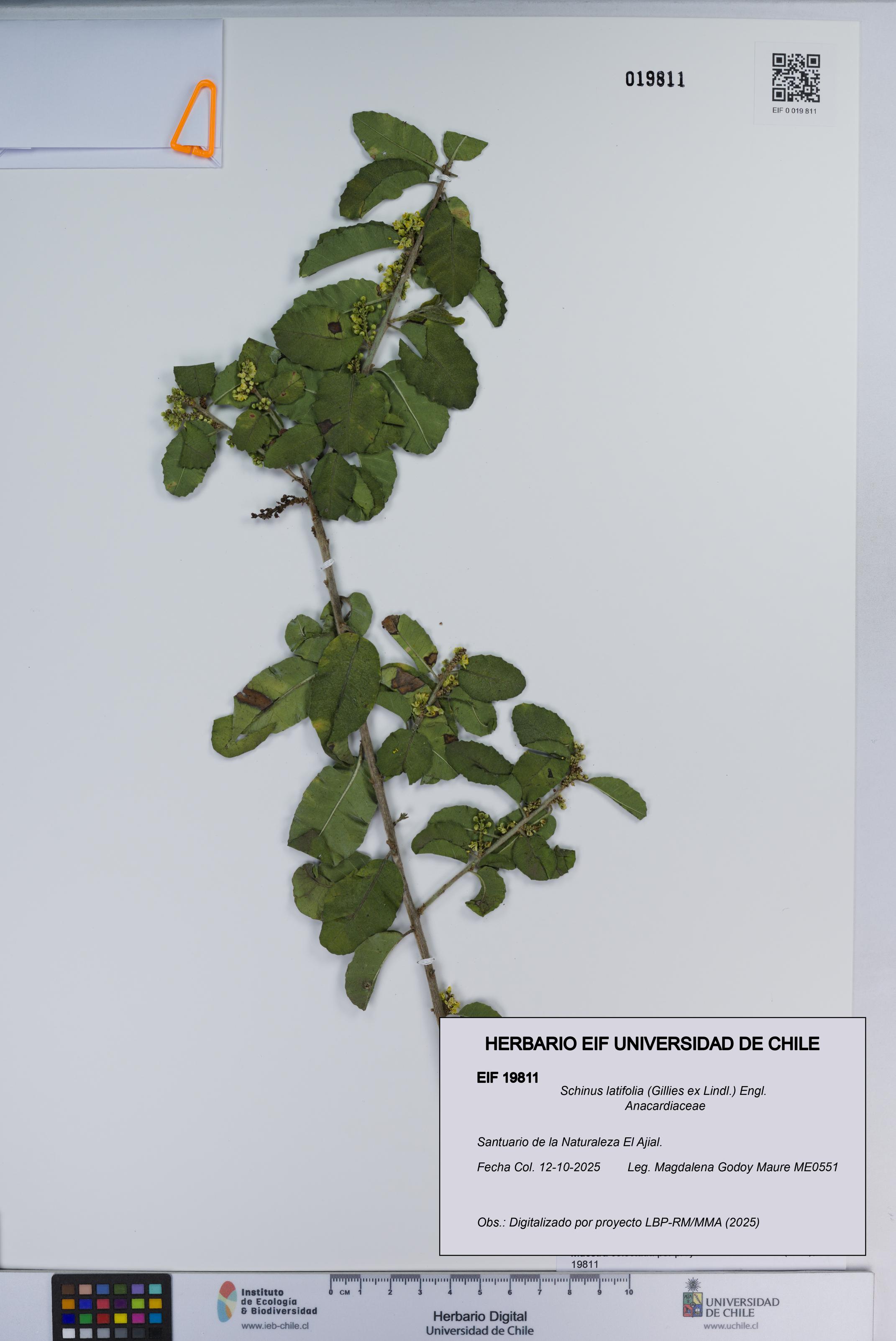 Schinus latifolia [Espécimen: ]