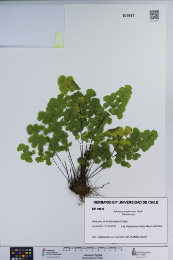 Adiantum sulphureum [Espécimen: ]