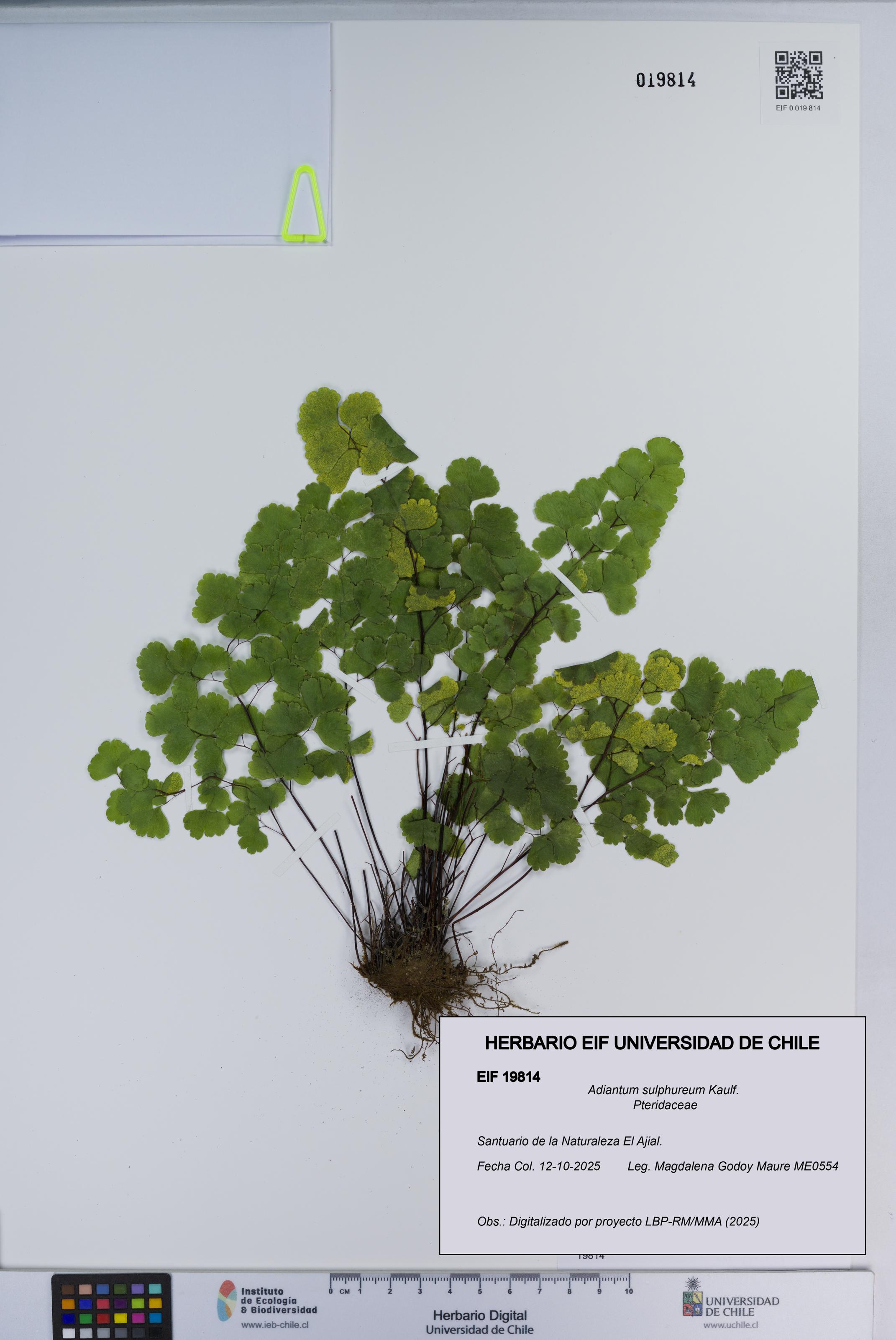 Adiantum sulphureum [Espécimen: ]