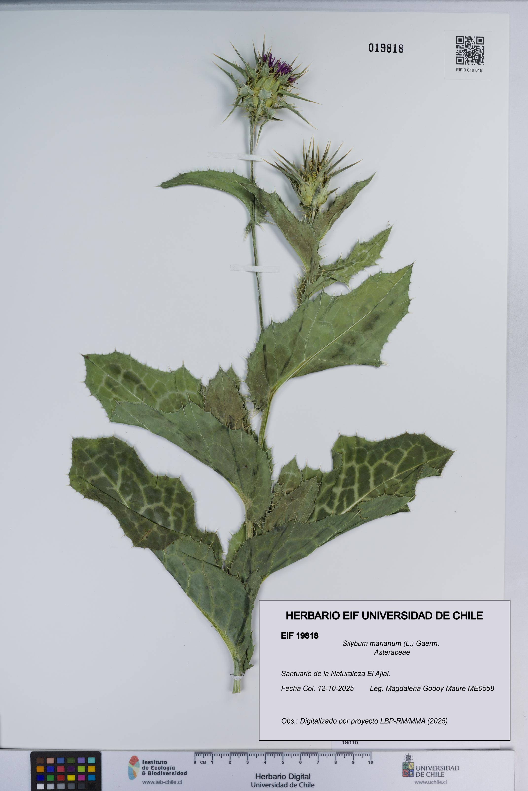 Silybum marianum [Espécimen: ]