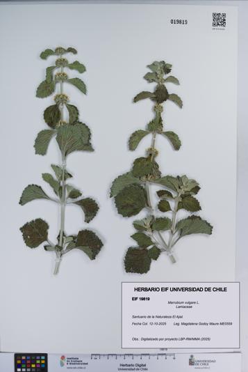 Marrubium vulgare [Espécimen: ]