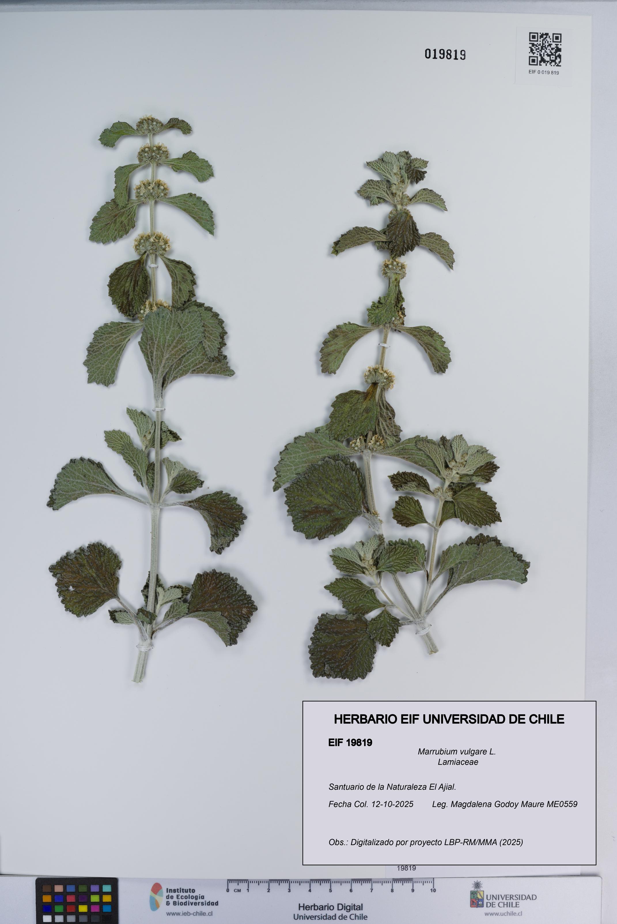 Marrubium vulgare [Espécimen: ]