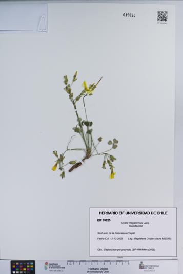 Oxalis megalorrhiza [Espécimen: ]