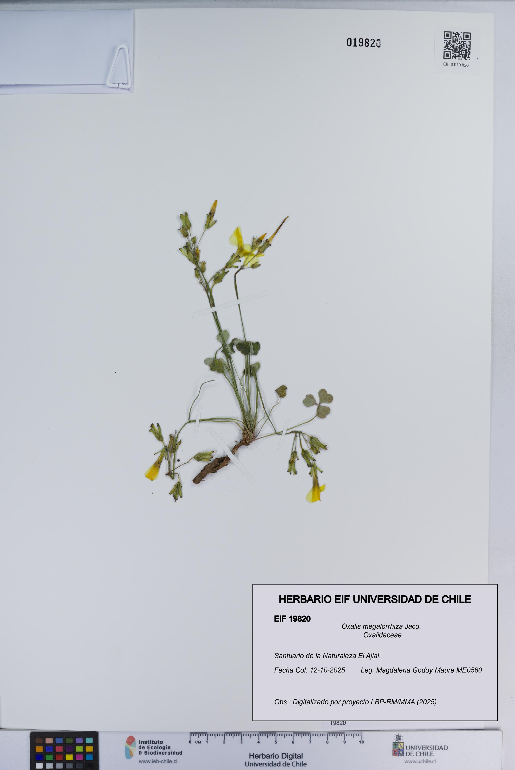 Oxalis megalorrhiza [Espécimen: ]