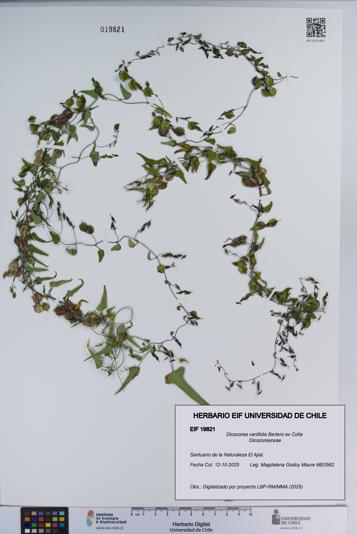 Dioscorea variifolia [Espécimen: ]