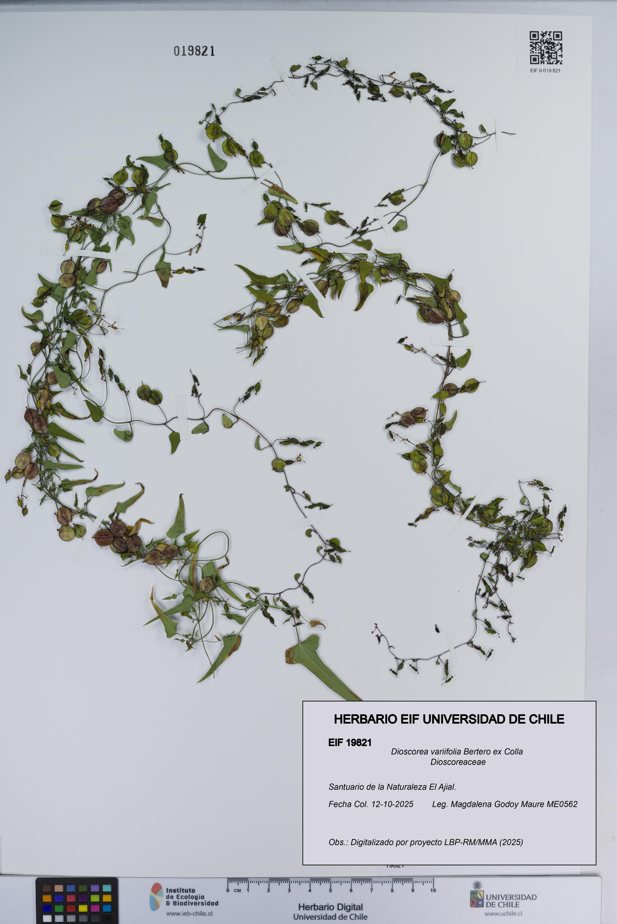 Dioscorea variifolia [Espécimen: ]