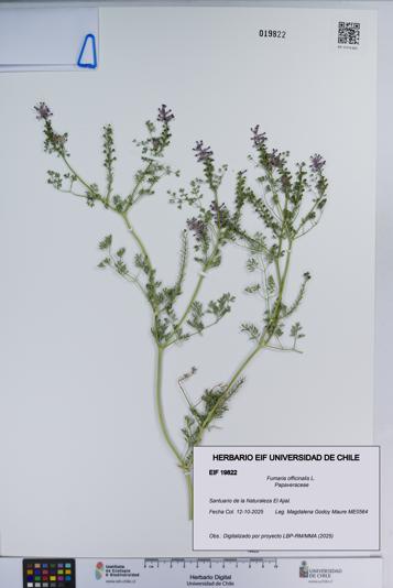 Fumaria officinalis [Espécimen: ]