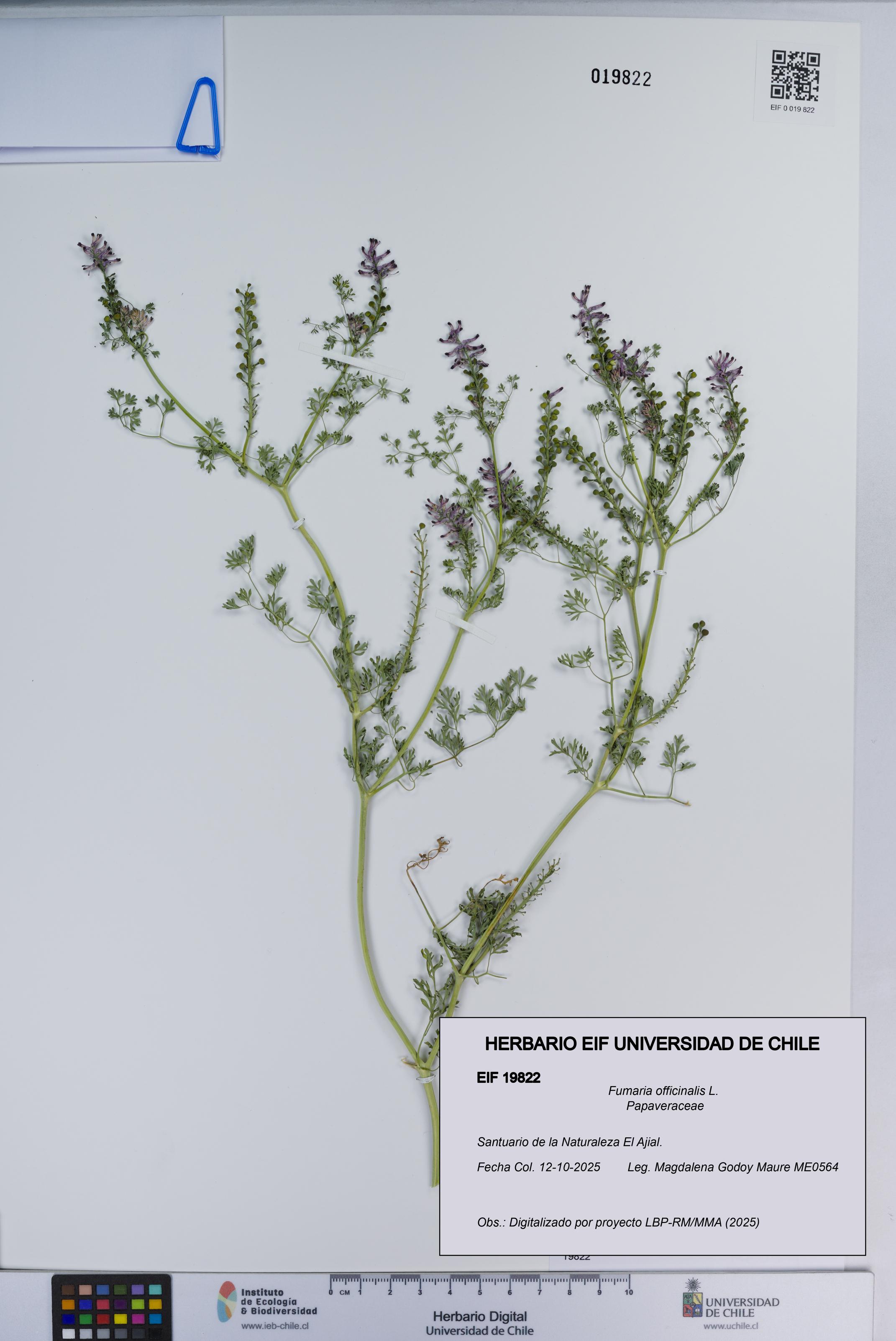 Fumaria officinalis [Espécimen: ]