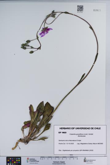 Cistanthe grandiflora [Espécimen: ]