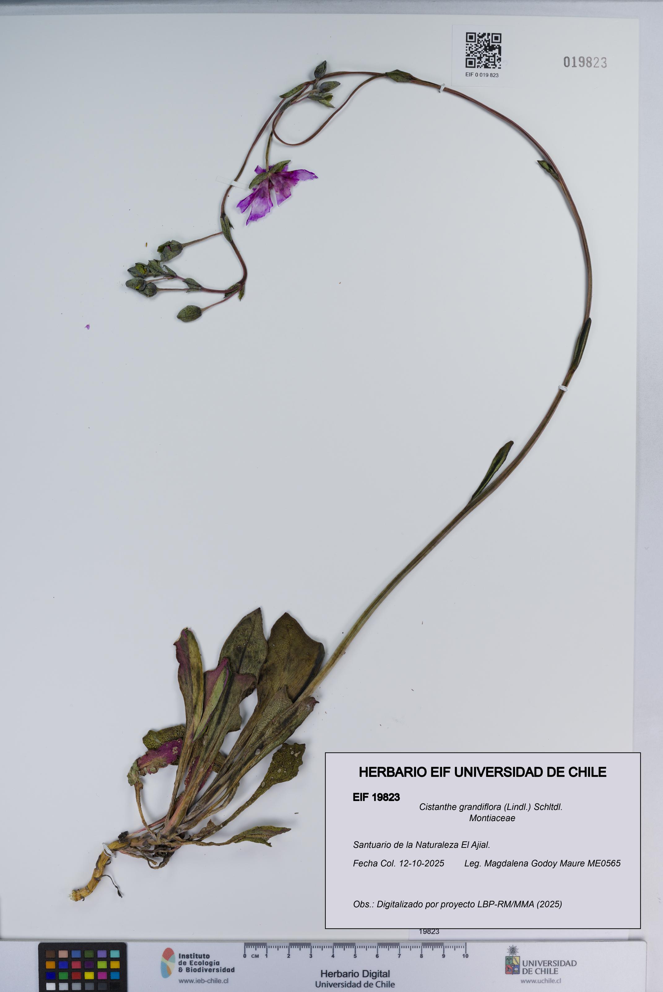 Cistanthe grandiflora [Espécimen: ]
