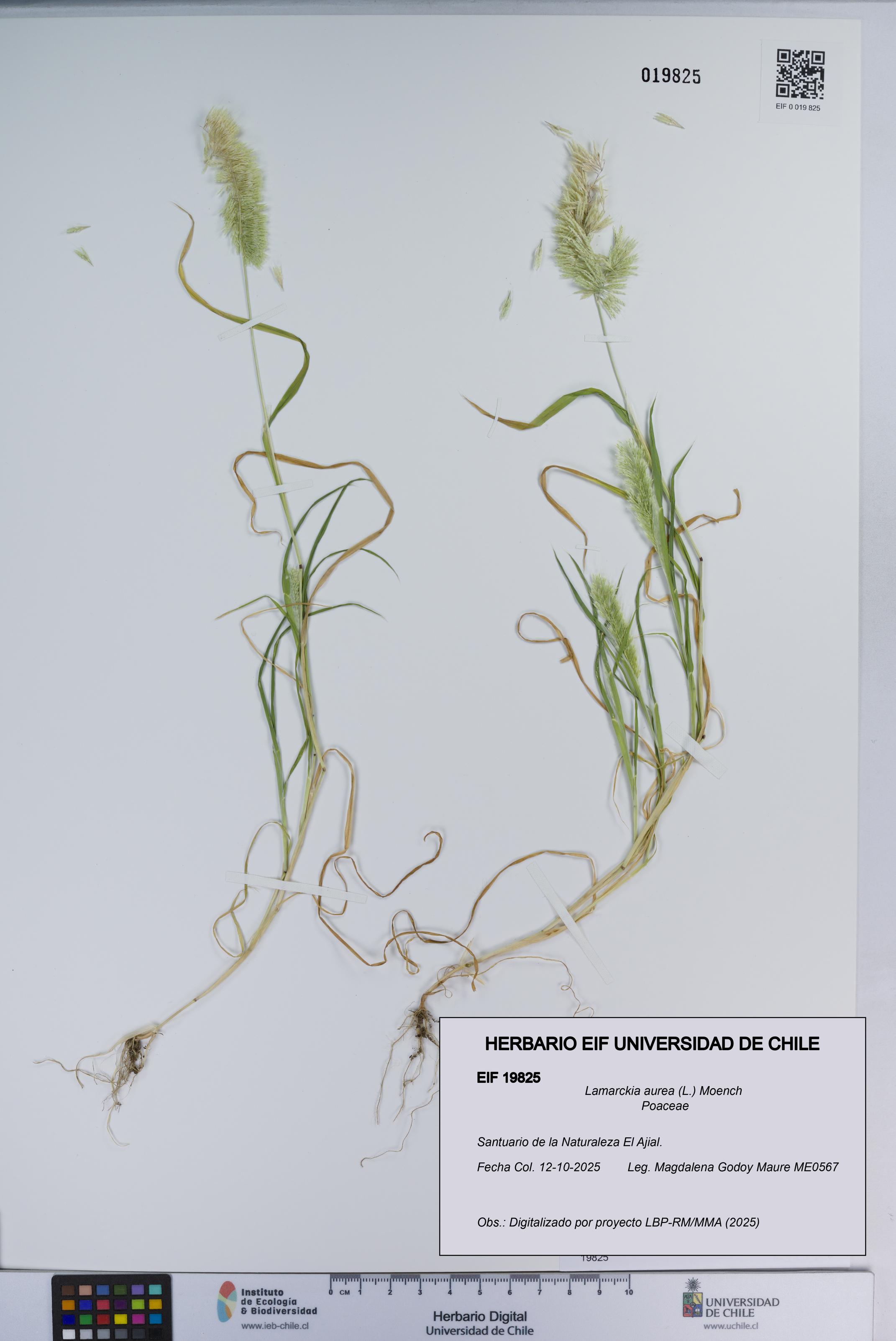 Lamarckia aurea [Espécimen: ]