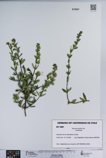 Teucrium bicolor [Espécimen: ]
