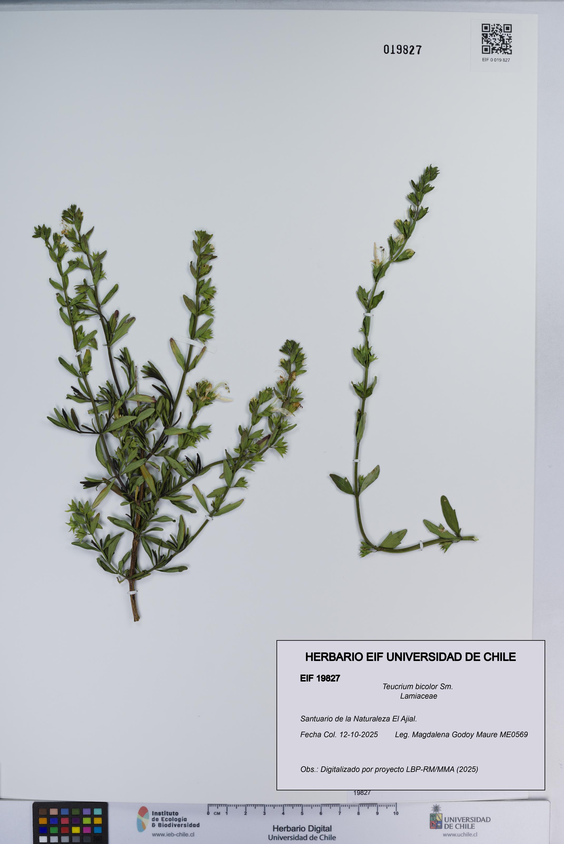 Teucrium bicolor [Espécimen: ]