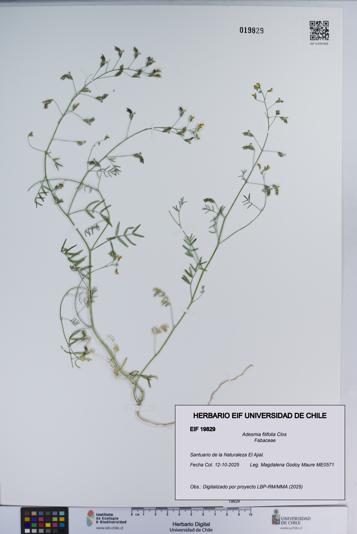 Adesmia filifolia [Espécimen: ]