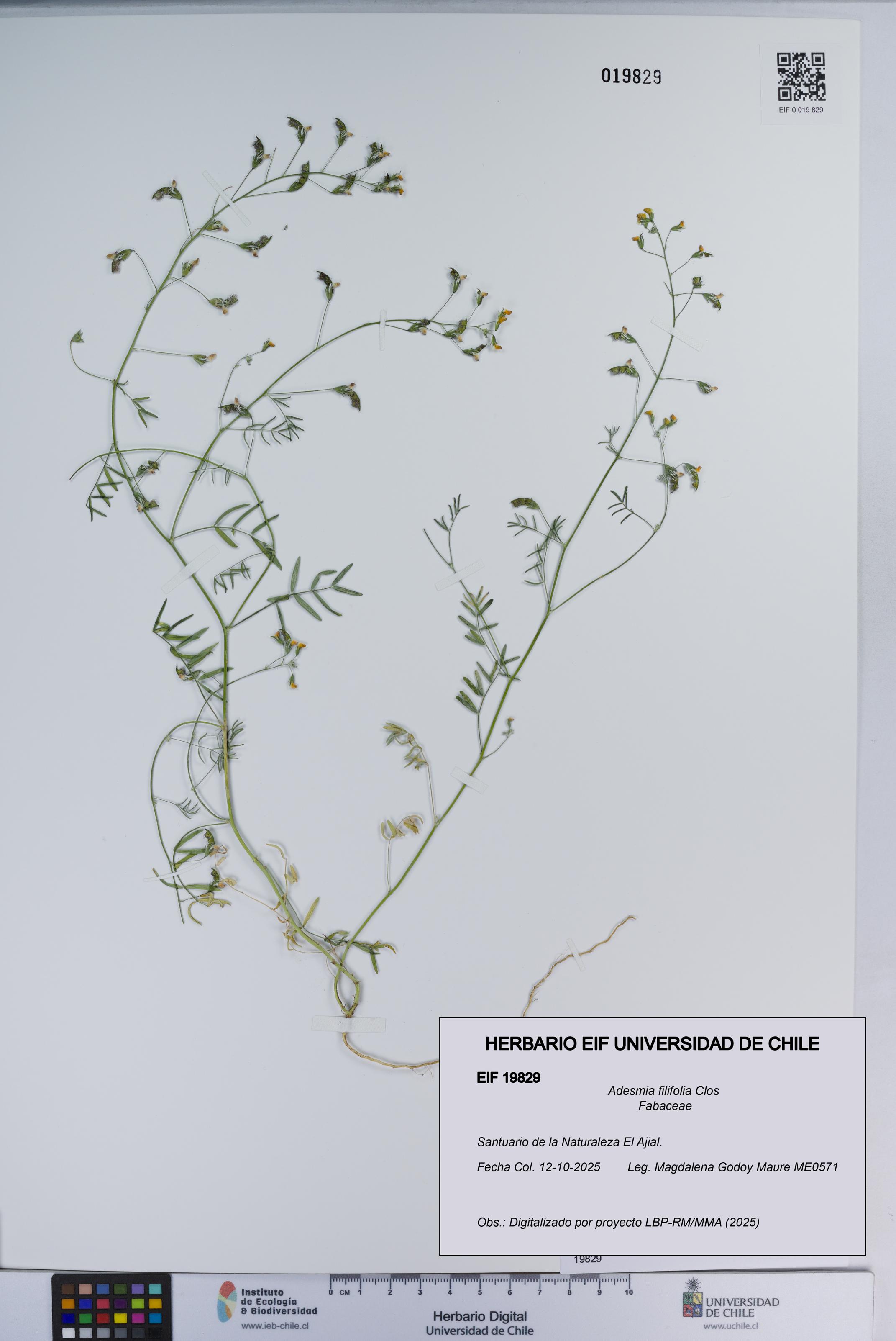 Adesmia filifolia [Espécimen: ]