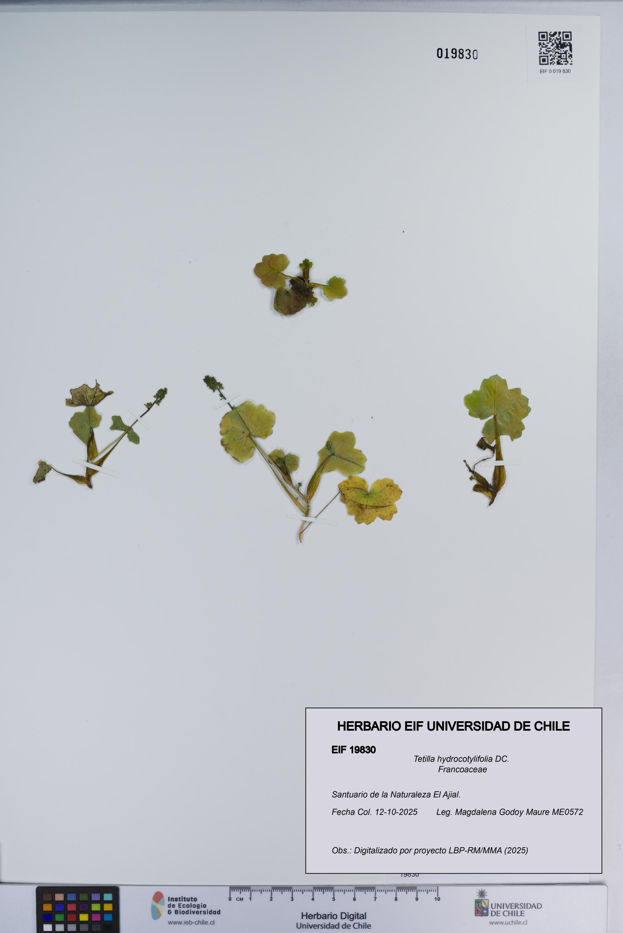 Tetilla hydrocotylifolia [Espécimen: ]