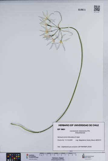 Leucocoryne violacescens [Espécimen: ]