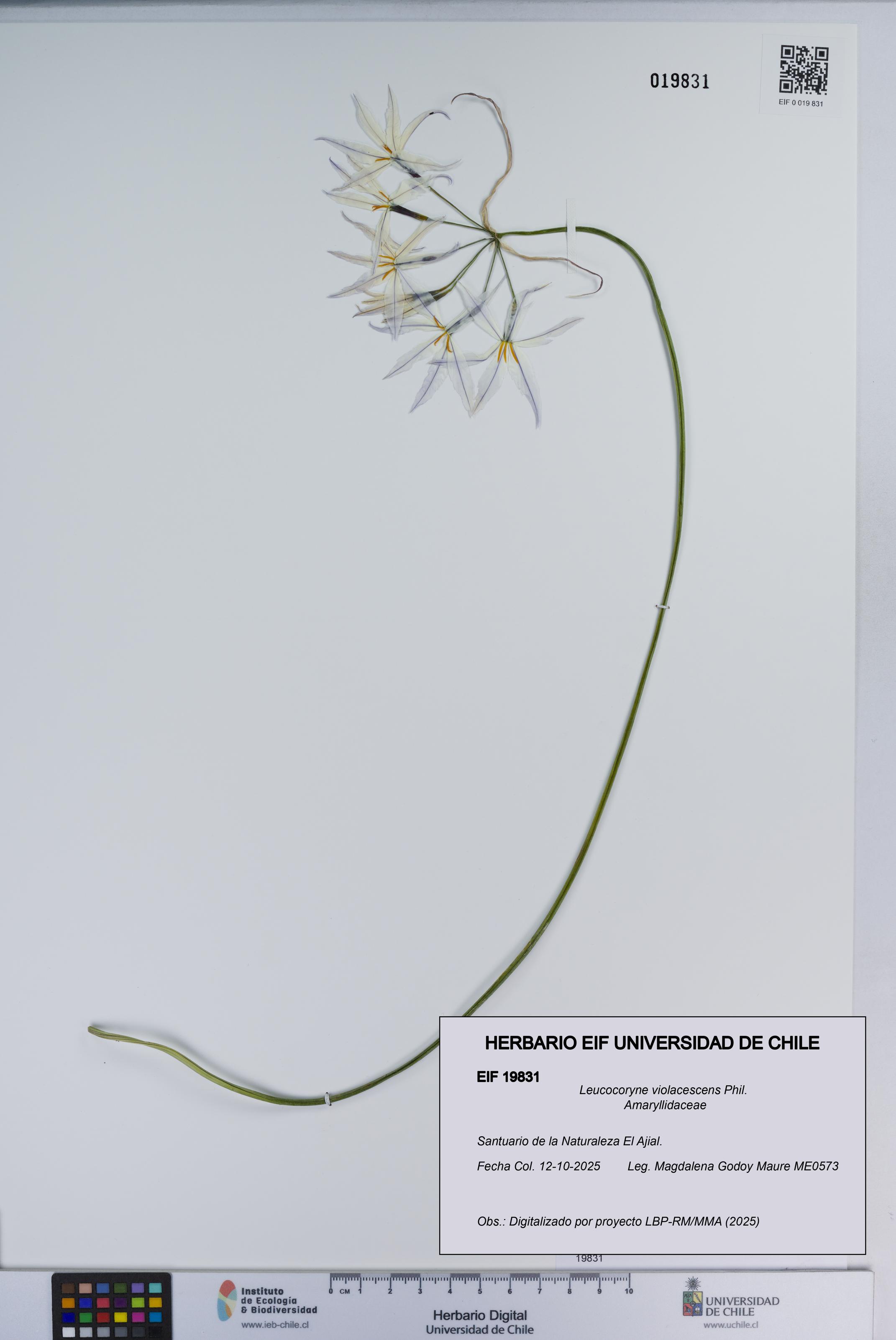 Leucocoryne violacescens [Espécimen: ]