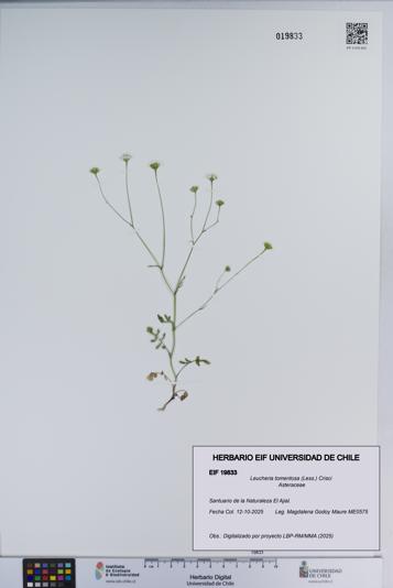 Leucheria tomentosa [Espécimen: ]